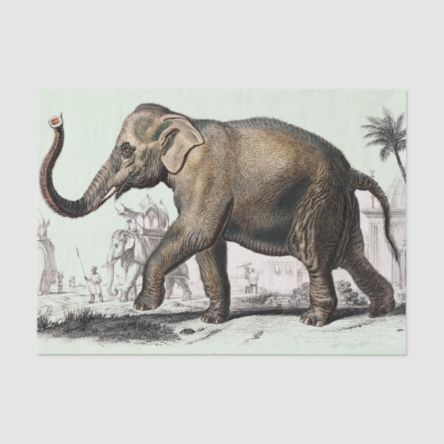 Papier Mousseline dessin vintage d'éléphants (Recto)