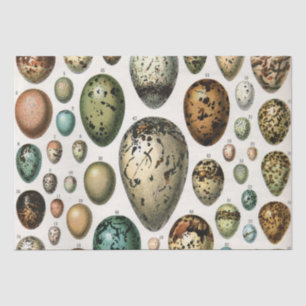Papier Mousseline Divers types d'Oeuf Illustration scientifique
