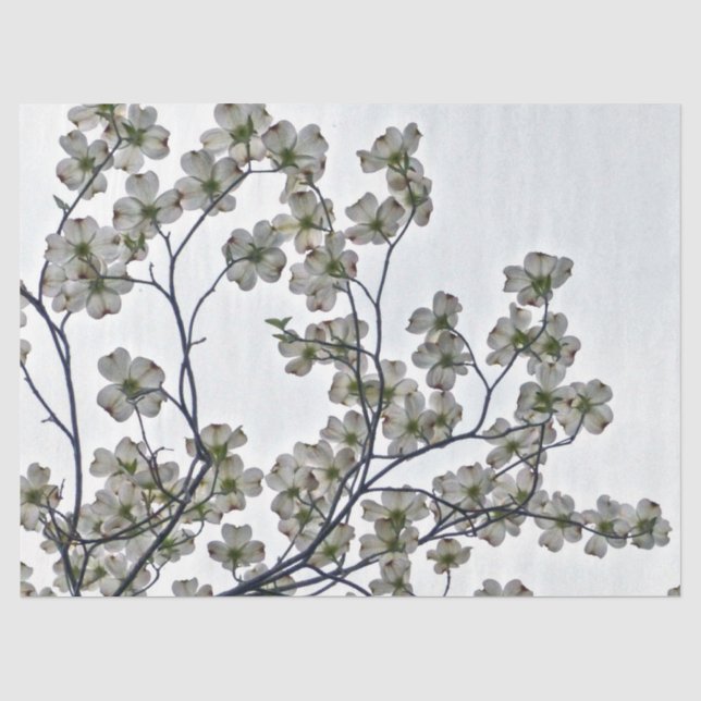 Papier Mousseline Dogwood à fleurs blanches (Recto)
