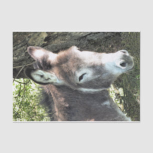 PAPIER MOUSSELINE DONKEY