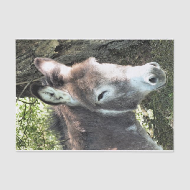 PAPIER MOUSSELINE DONKEY (Recto)