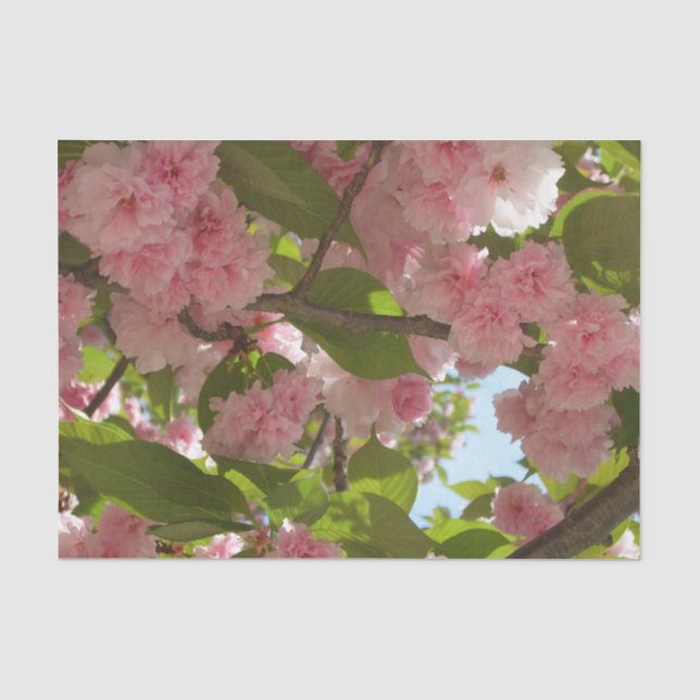 Papier Mousseline Double floraison cerisier III printemps fleuri (Recto)