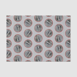 Papier Mousseline Downy Woodpecker en hiver Photo originale