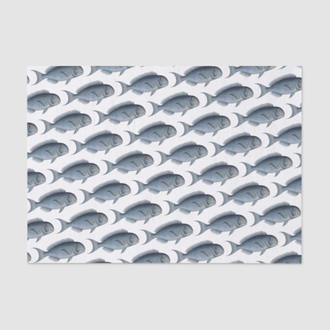 Papier Mousseline École de papier de tissus de poisson bleu (Recto)