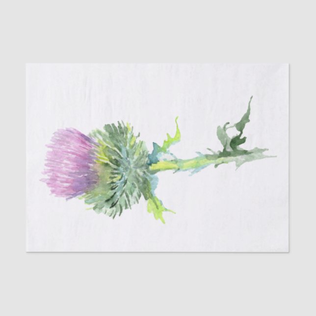 Papier Mousseline Écossais Highland Thistle Watercolor (Recto)