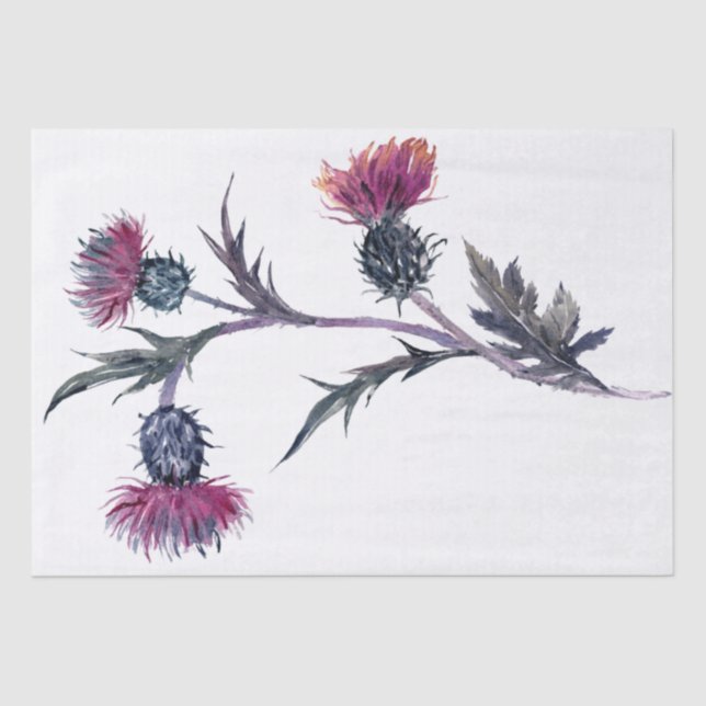 Papier Mousseline Écossais Highland Thistle Watercolor (Recto)