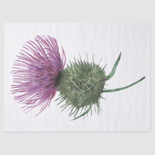 Papier Mousseline Écossais Highland Thistle Watercolor (Recto)