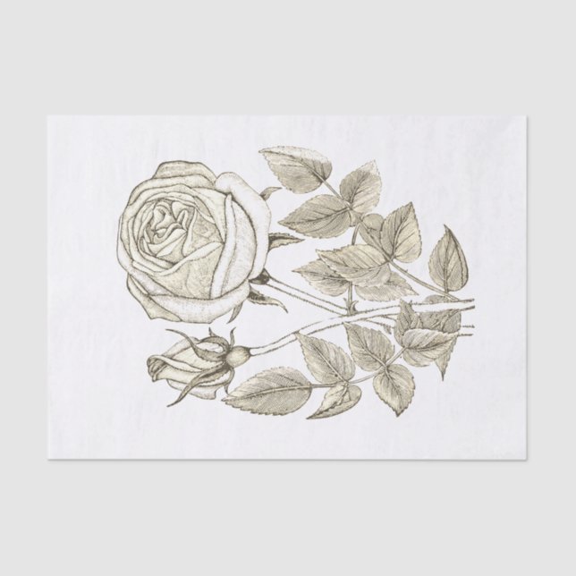 Papier Mousseline Elégant Botanique Vintage Beige Rose blanche (Recto)