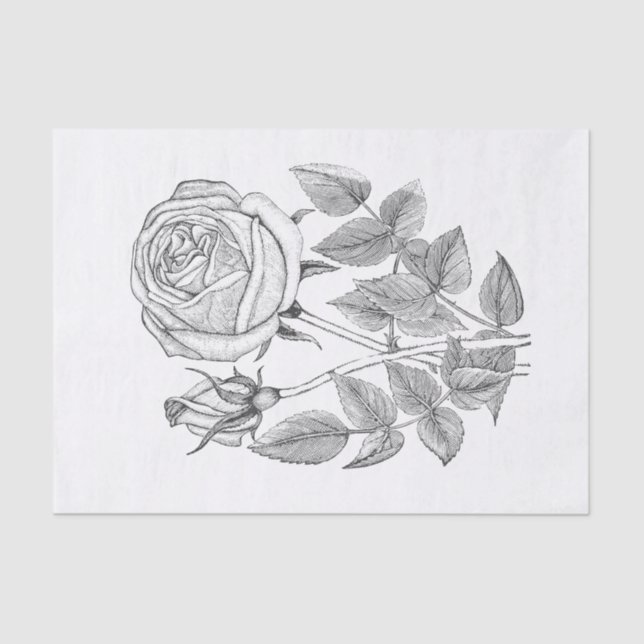 Papier Mousseline Elégant Botanique Vintage noir blanc Rose (Recto)