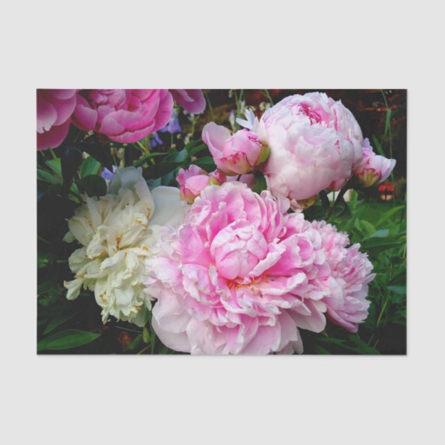 Papier Mousseline Elégant rose peony blanc floral jardin photo (Recto)