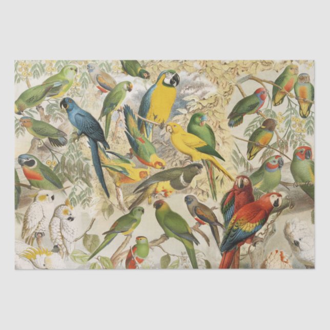 Papier Mousseline Elégant Vintage Tropical Birds Parrots Découpage (Recto)