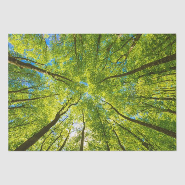 Papier Mousseline En regardant à travers les feuilles d'arbres verts (Recto)