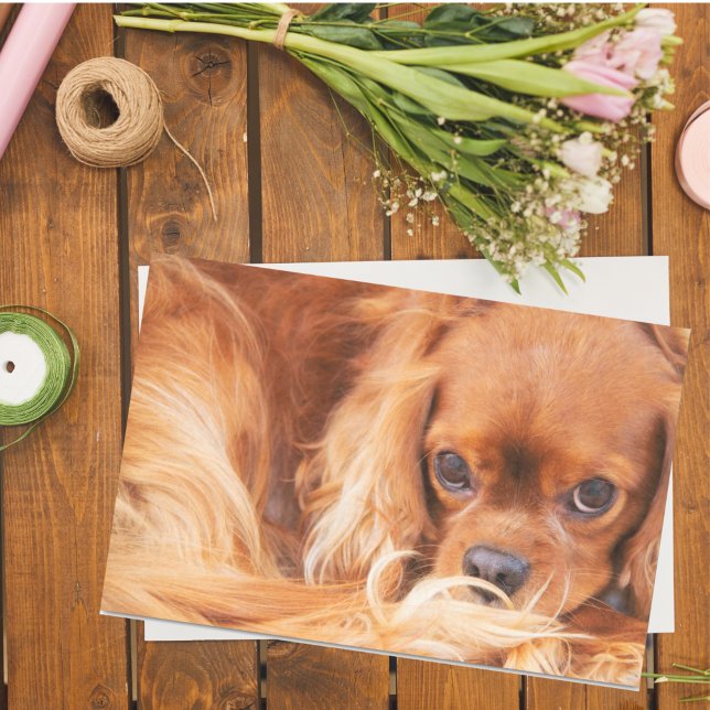 Papier Mousseline Épagneul Cavalier King Charles Ruby (Créateur téléchargé)