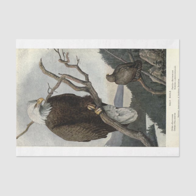 Papier Mousseline Ephémère de l'aigle à tête d'oiseau Découpage (Recto)