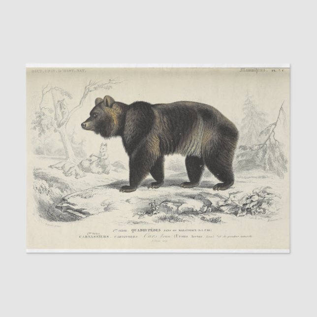 Papier Mousseline Éphémère de l'ours vintage Découpage (Recto)