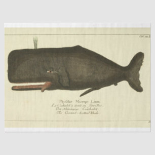 Papier Mousseline Éphémère de script de baleine Vintage découpage na