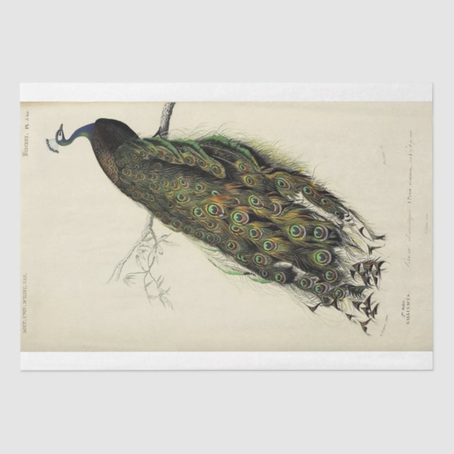 Papier Mousseline Ephémère Découpage Peacock en français (Recto)