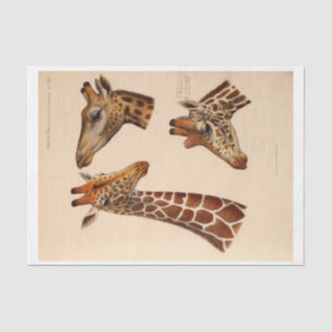 Papier Mousseline Ephémère Découpage Têtes de girafe
