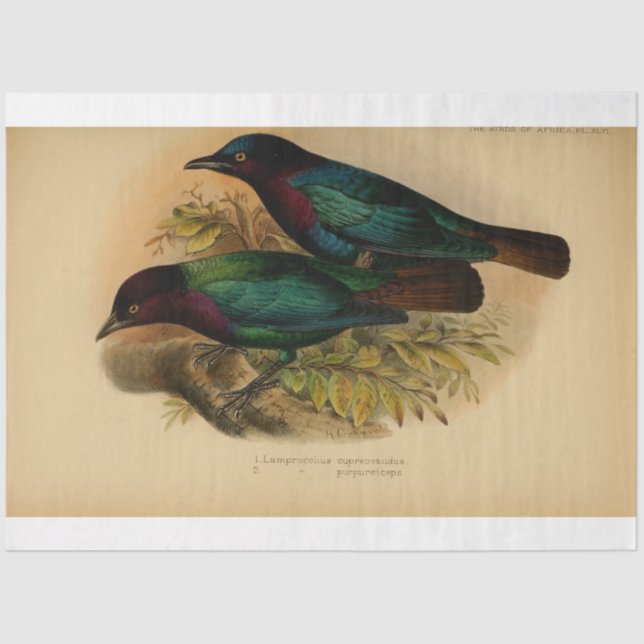 Papier Mousseline Ephémère d'oiseaux Découpage violet Turquoise (Recto)