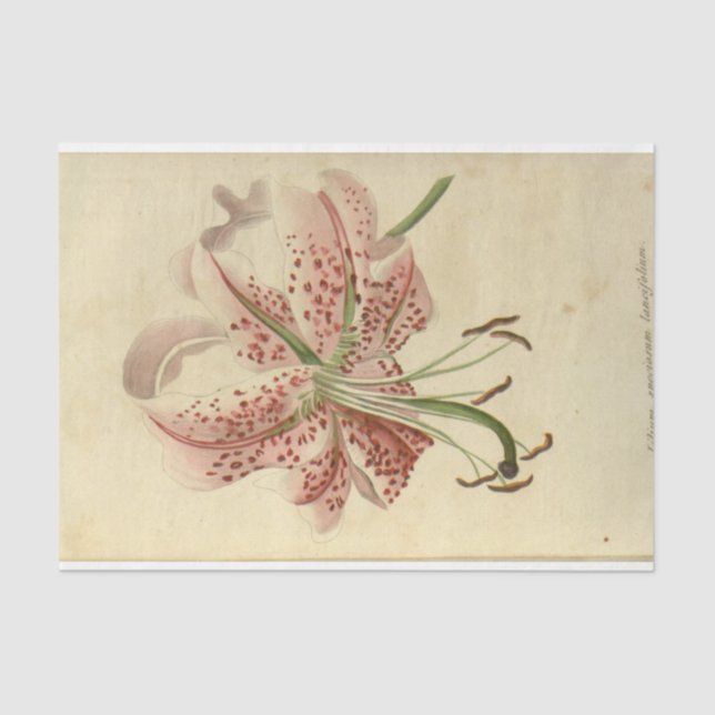 Papier Mousseline Ephémère florale Découpage Fleurs roses (Recto)