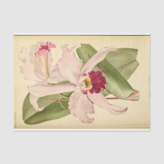 Papier Mousseline Éphémère florale Découpage rose (Recto)