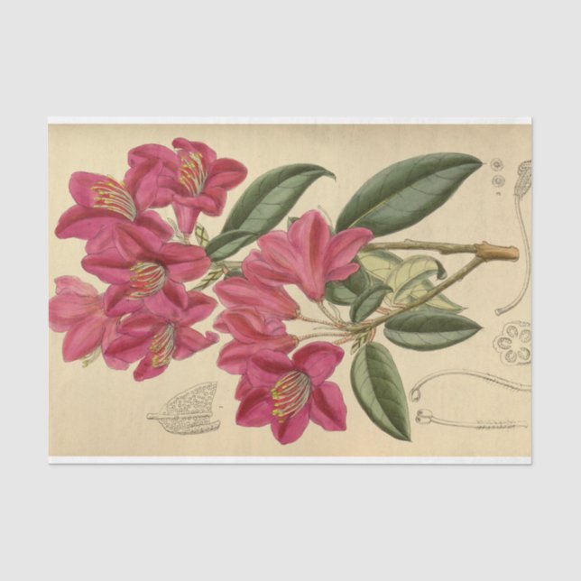 Papier Mousseline Éphémère florale Découpage rose (Recto)