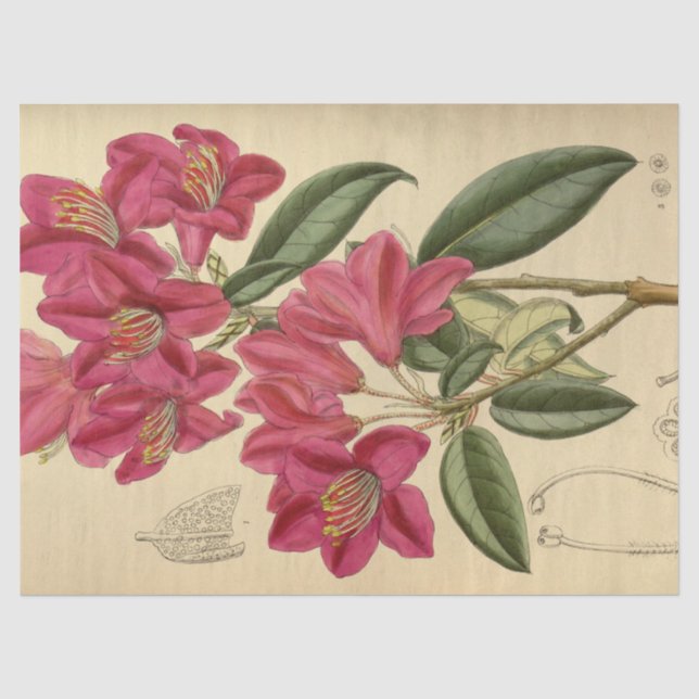 Papier Mousseline Éphémère florale Découpage rose (Recto)