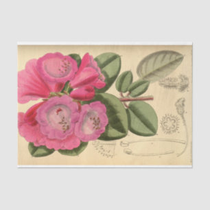 Papier Mousseline Éphémère florale Découpage rose