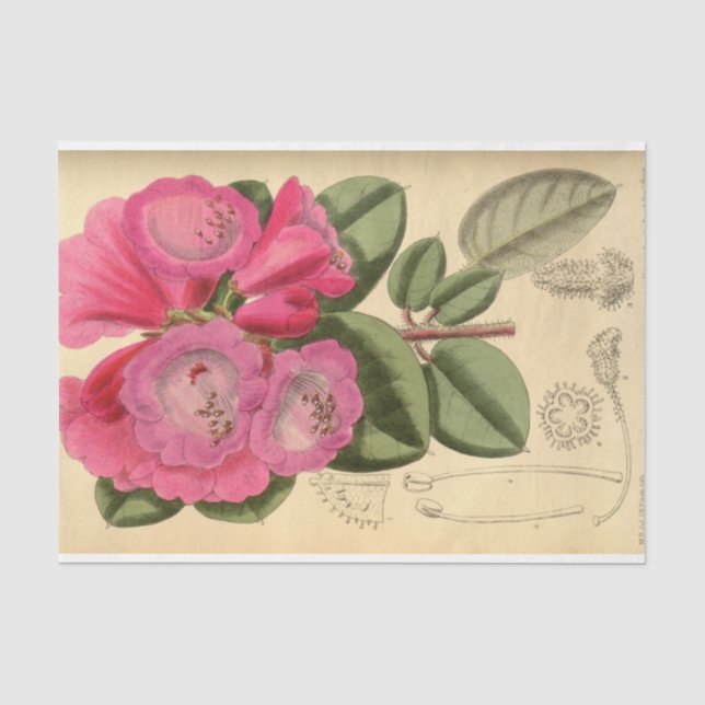 Papier Mousseline Éphémère florale Découpage rose (Recto)