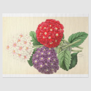 Papier Mousseline Ephémère florale Découpage rose blanc pourpre