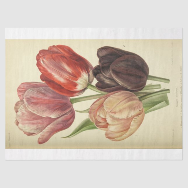 Papier Mousseline Ephémère florale Découpage rose pourpre Tulipe de  (Recto)