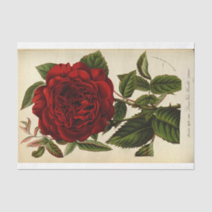 Papier Mousseline Ephémère florale Découpage Rose rouge