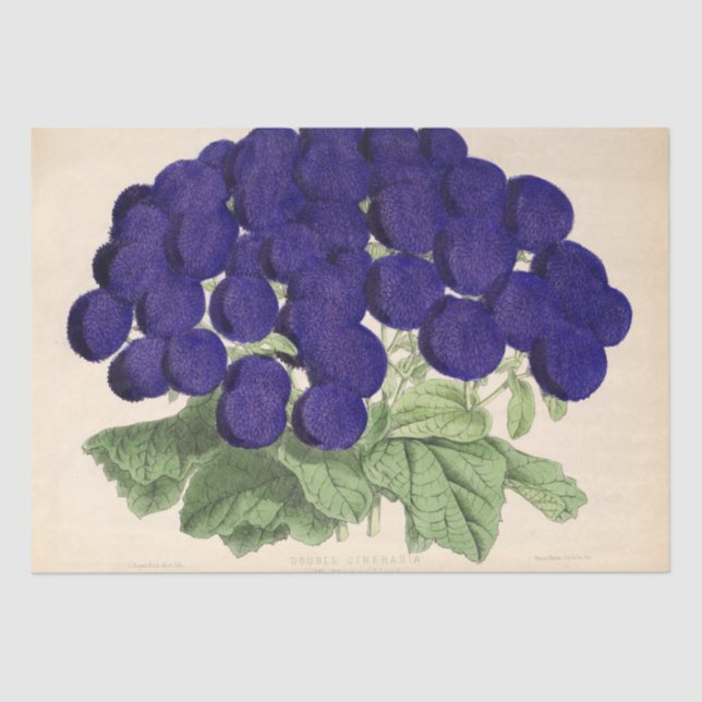 Papier Mousseline Ephémère Florale Découpage Violet Fleurs française (Recto)