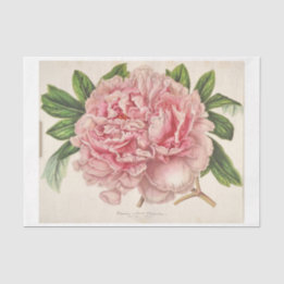 Papier Mousseline Ephémère Florale française Découpage Peine rose