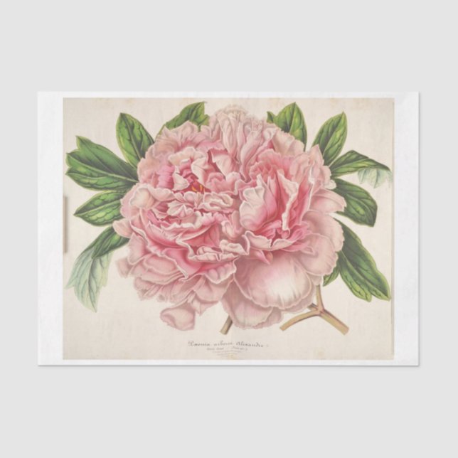 Papier Mousseline Ephémère Florale française Découpage Peine rose (Recto)