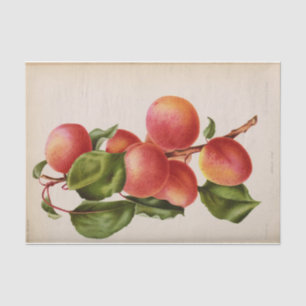 Papier Mousseline Éphémère florale Peach Pink