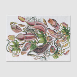 Papier Mousseline Ernst Haeckel Kunstformen der Natur Nepenthaceae P