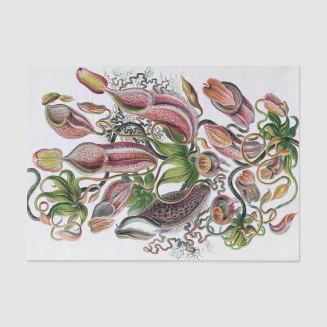 Papier Mousseline Ernst Haeckel Kunstformen der Natur Nepenthaceae P (Recto)