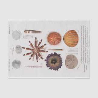 Papier Mousseline Estarfish côtière vintage