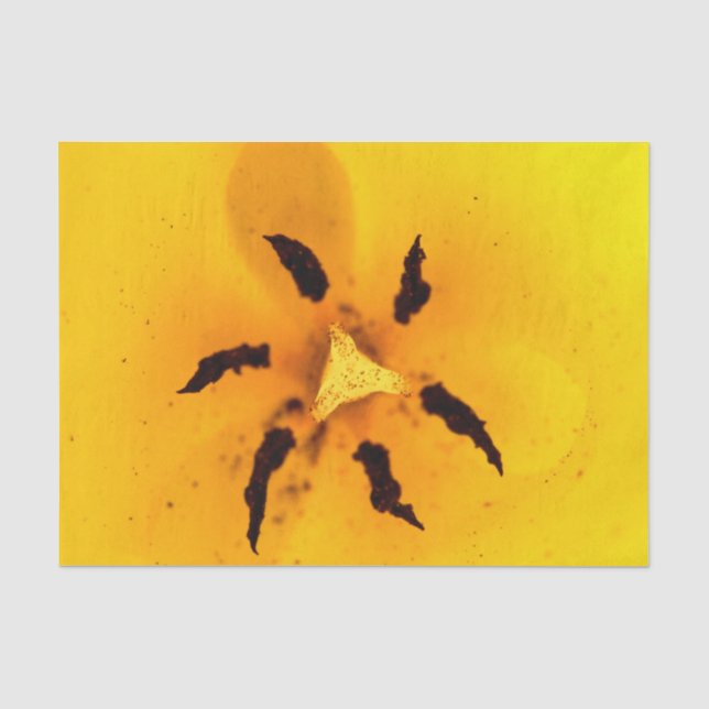 Papier Mousseline Étamine et pollen de tulipe (Recto)