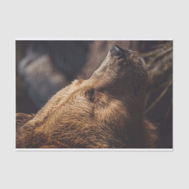 Papier Mousseline Face de l'ours Brown (Recto)