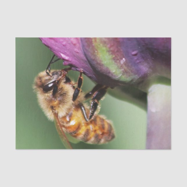 Papier Mousseline Fallen Fuzzy Little Bee (Recto)