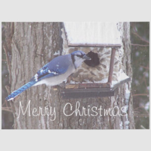 Papier Mousseline Faune Blue Jay Noël Grey Tissue