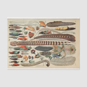 Papier Mousseline Feather Bird Wildlife Plumes d'antiquités