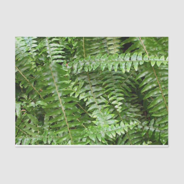 Papier Mousseline Fermer Fronds I Green Nature (Recto)