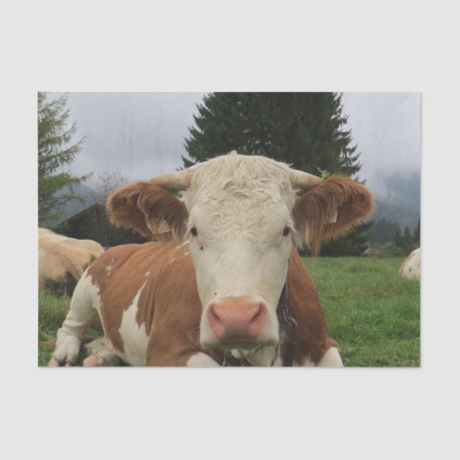 Papier Mousseline Fermeture d'une vache brune et blanche (Recto)