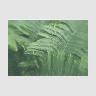 Papier Mousseline Fern Feuille Botanical Green Art