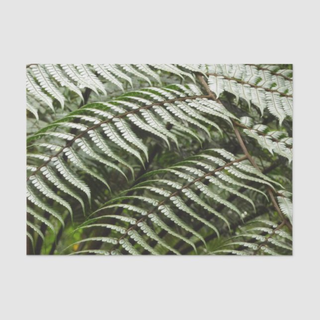 Papier Mousseline Fern Fronds II Dark Green Nature (Recto)