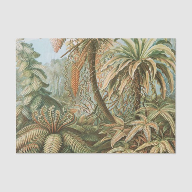 Papier Mousseline Ferns, Filicinae Laubfarne par Ernst Haeckel (Recto)