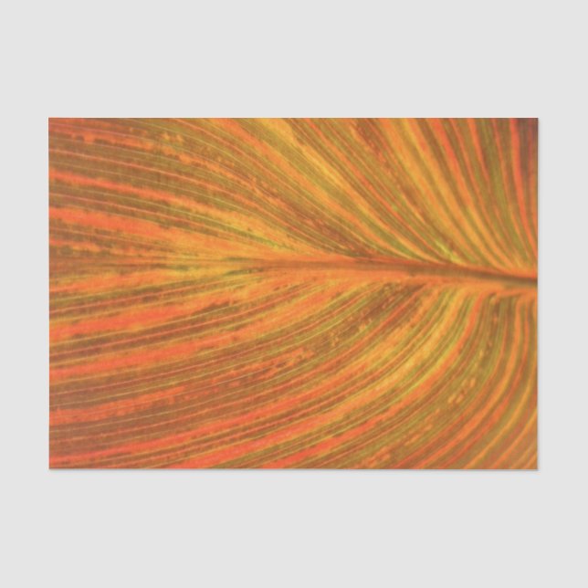 Papier Mousseline Feuille de Canna (Recto)